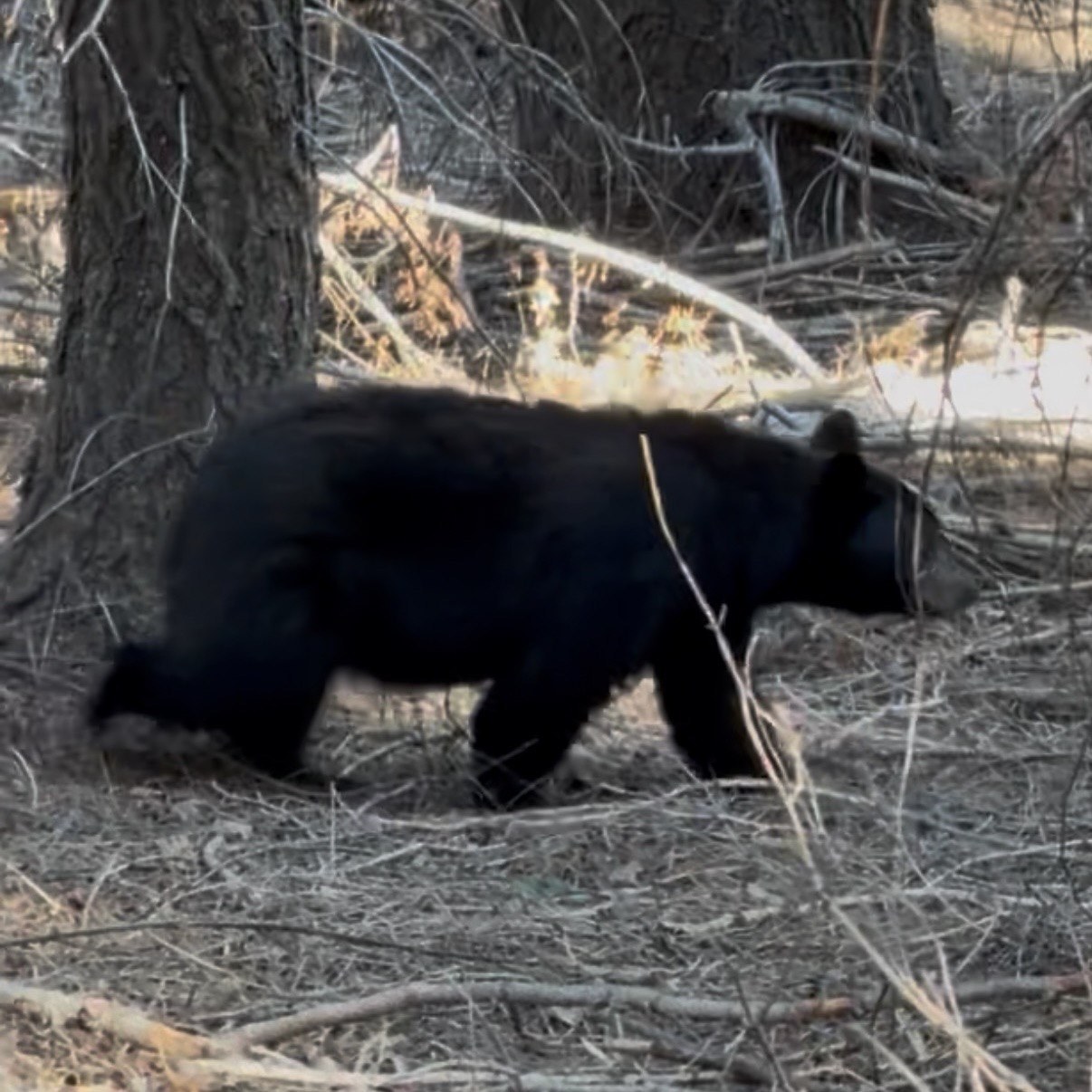 A black bear walking through burned forest near Bearpaw Meadow on the High Sierra Trail