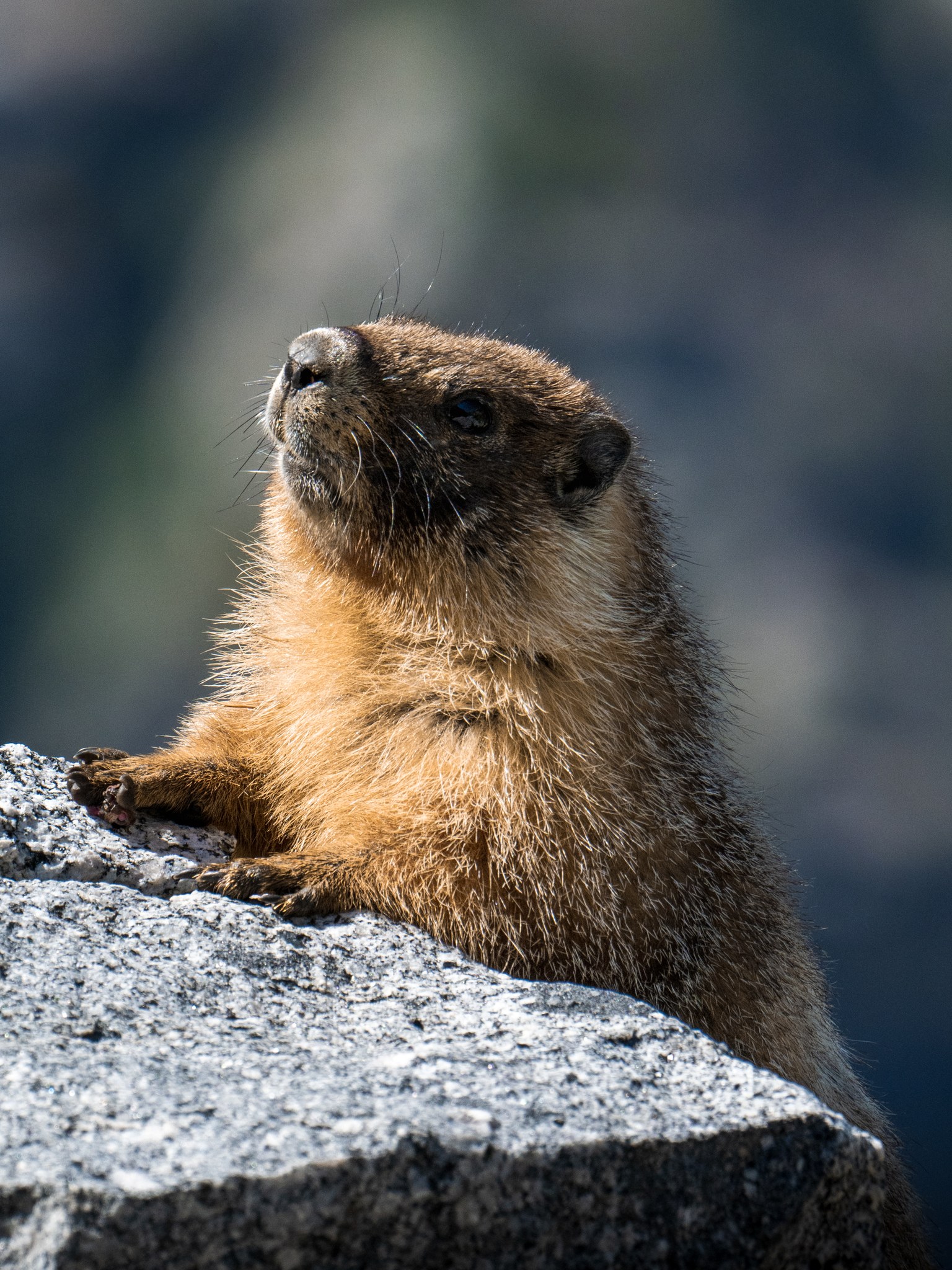 Yellow-bellied marmot sitting on a granite boulder on the High Sierra Trail, photographed with a telephoto lens