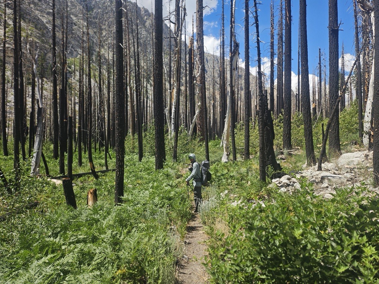 A hiker walking a narrow overgrown trail through a stand of fire-killed trees in the Kern River canyon on the High Sierra Trail