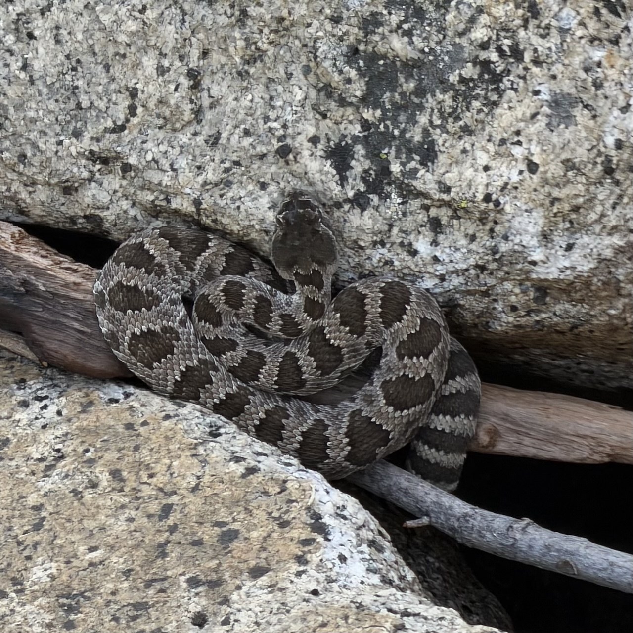 A rattlesnake coiled between granite boulders beside the trail in the Kern River canyon
