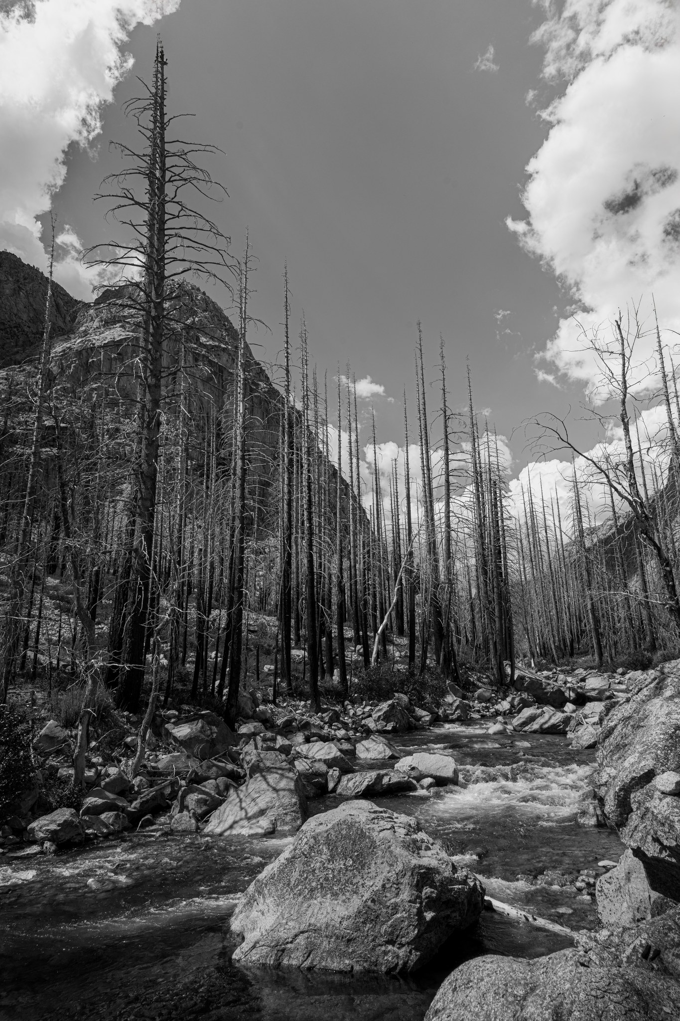 Black and white photograph of fire-killed trees standing above the Kern River in the burned section of the Kern canyon on the High Sierra Trail