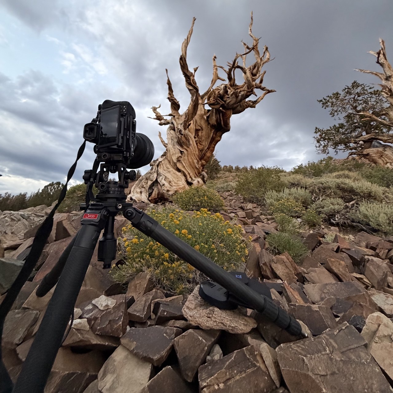 A camera on a tripod on the rocky Discovery Trail at Schulman Grove, aimed at a twisted bristlecone pine under storm clouds