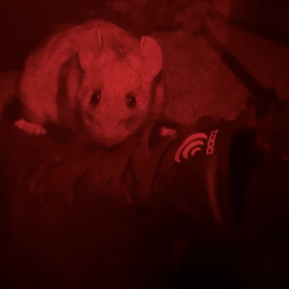 A mouse photographed at night under red headlamp light sitting on backpacking gear it chewed on the John Muir Trail