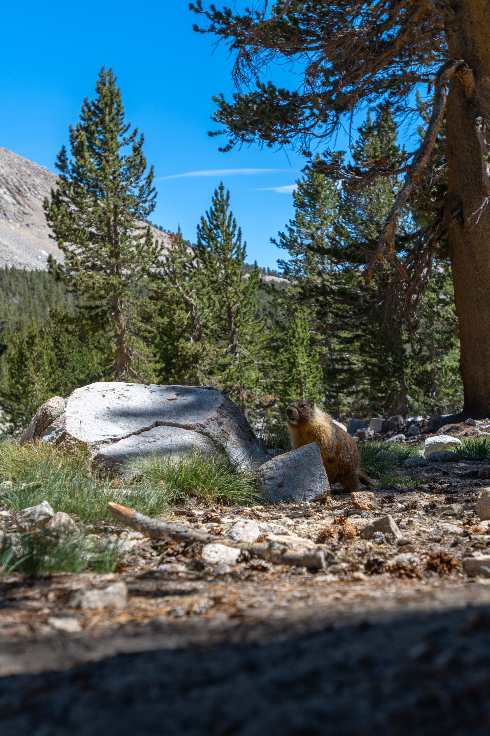 A yellow-bellied marmot beside a granite boulder among pines at Tyndall Creek on the John Muir Trail