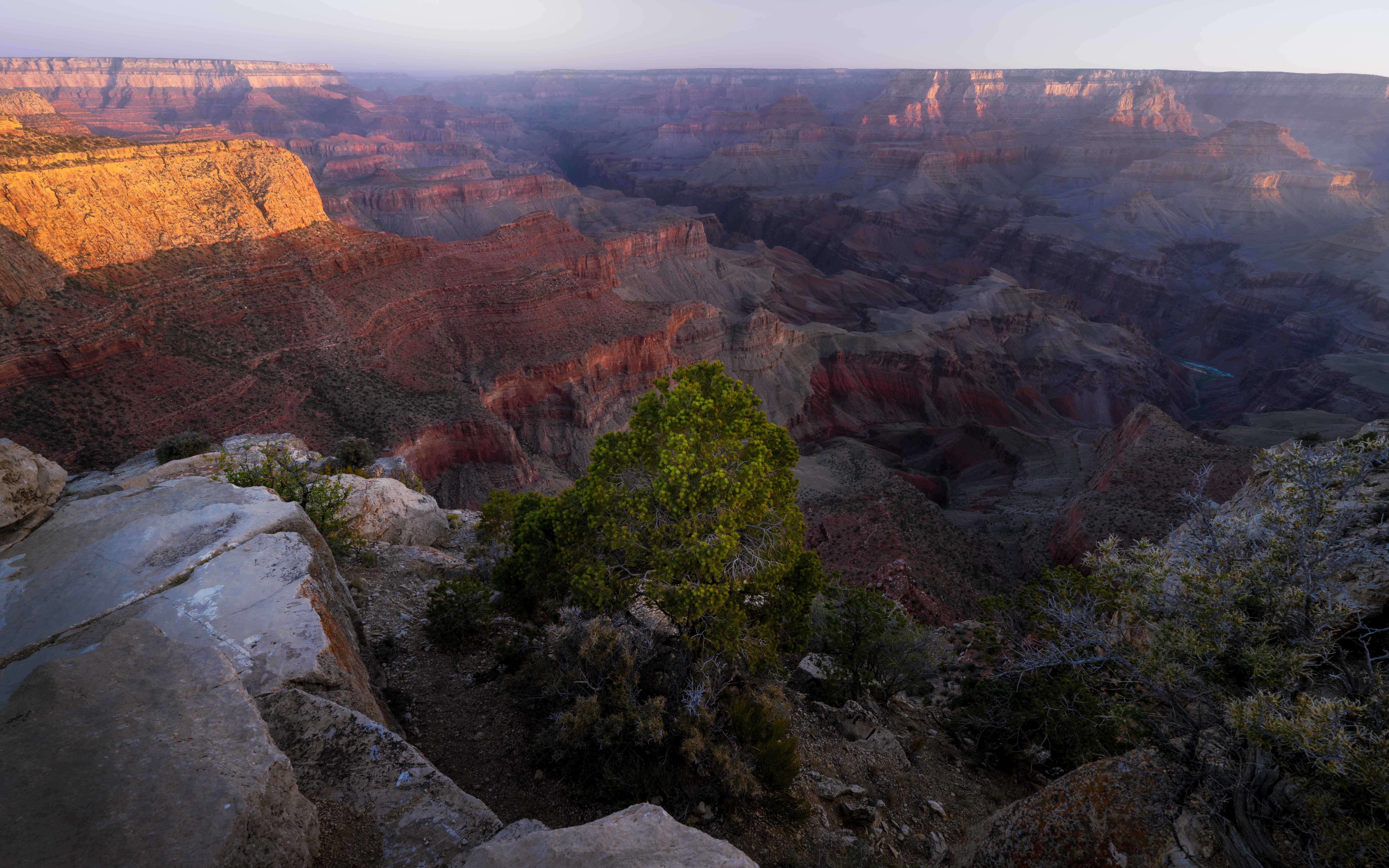 A lone juniper at the rim of the Grand Canyon at sunrise, first light striking the cliffs at Moran Point.