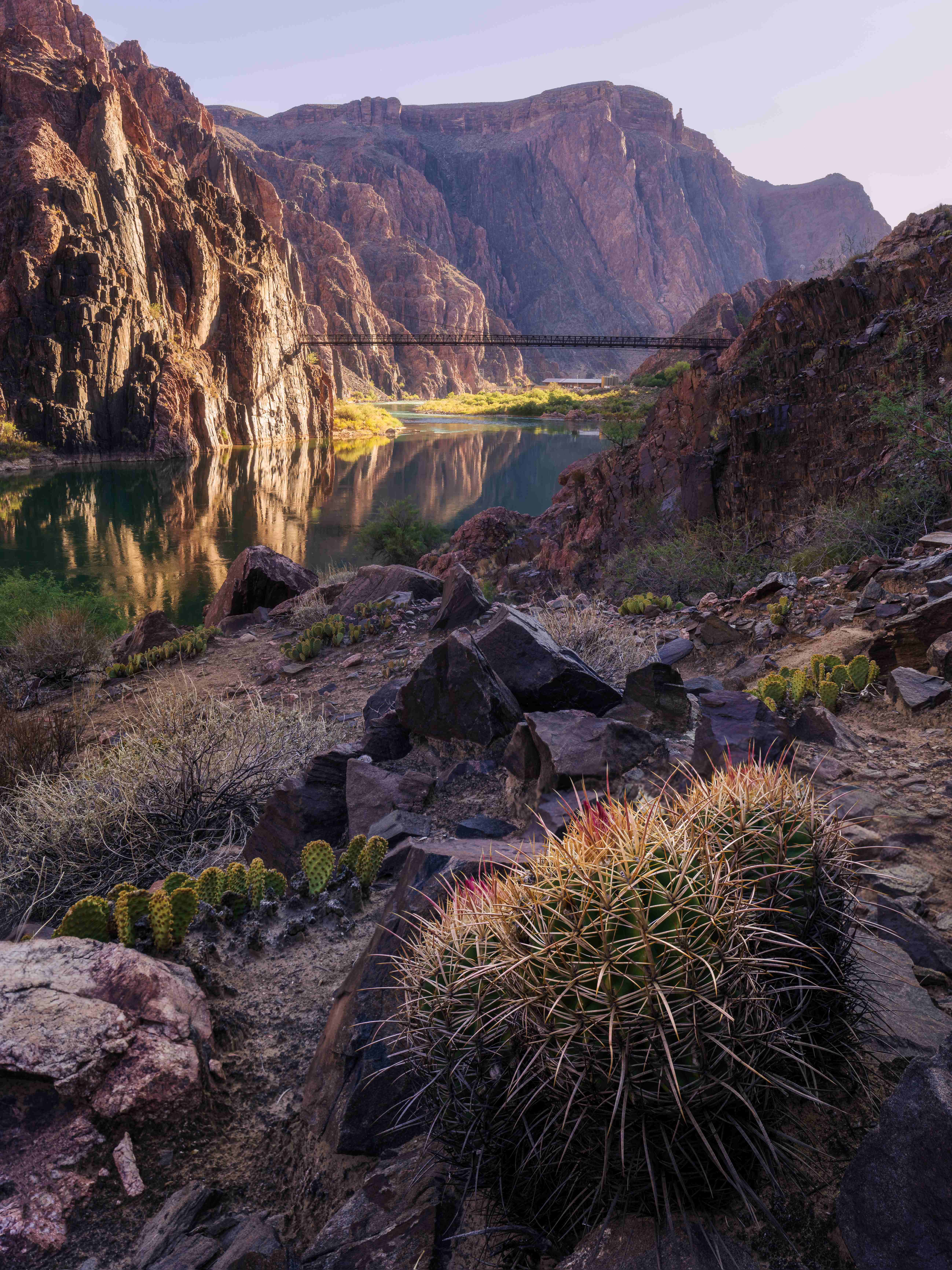 A barrel cactus in the foreground above the Colorado River, with the Black Bridge and soft evening light on the canyon walls.