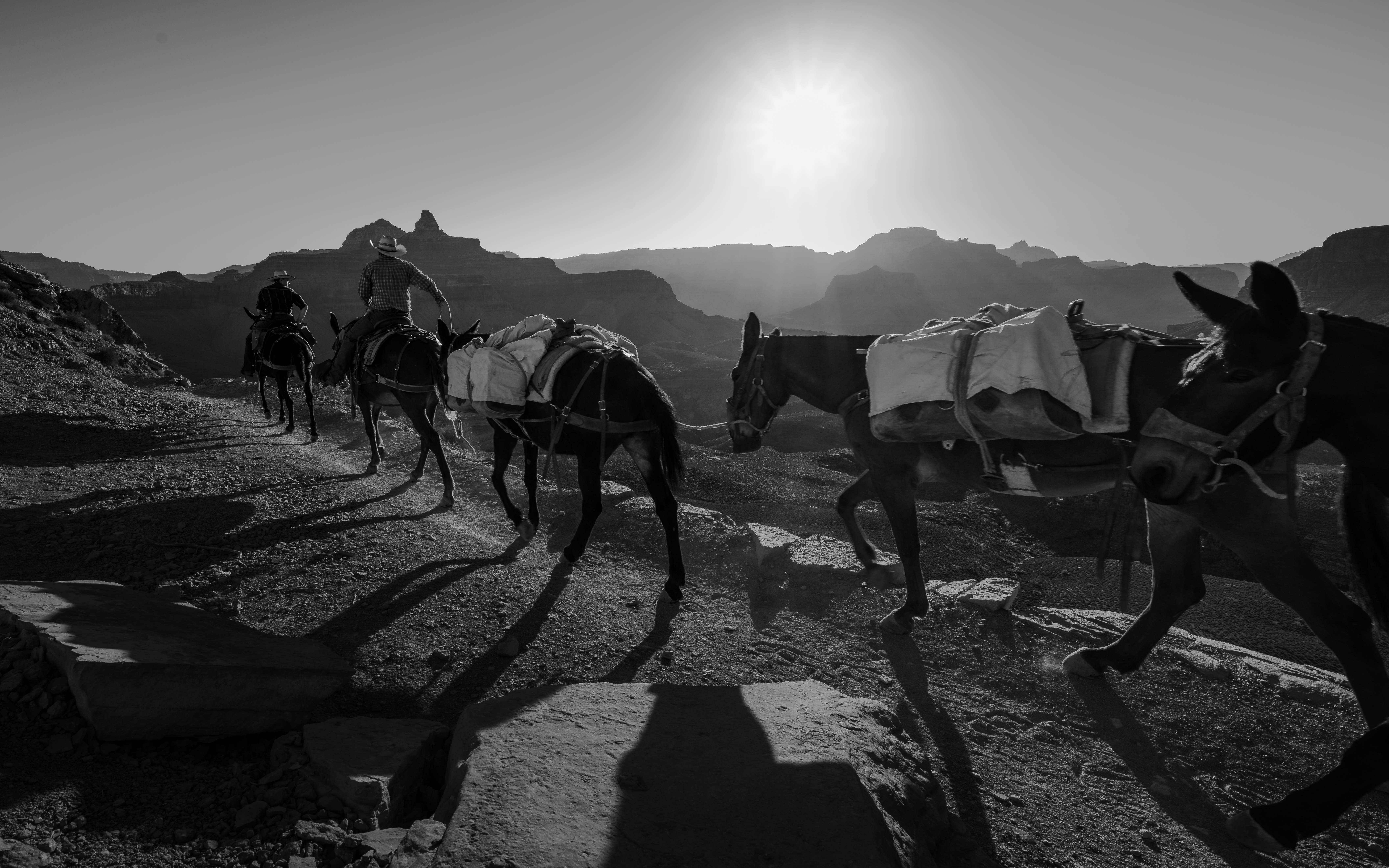 Black-and-white photo of a mule pack train backlit by the rising sun on the South Kaibab Trail