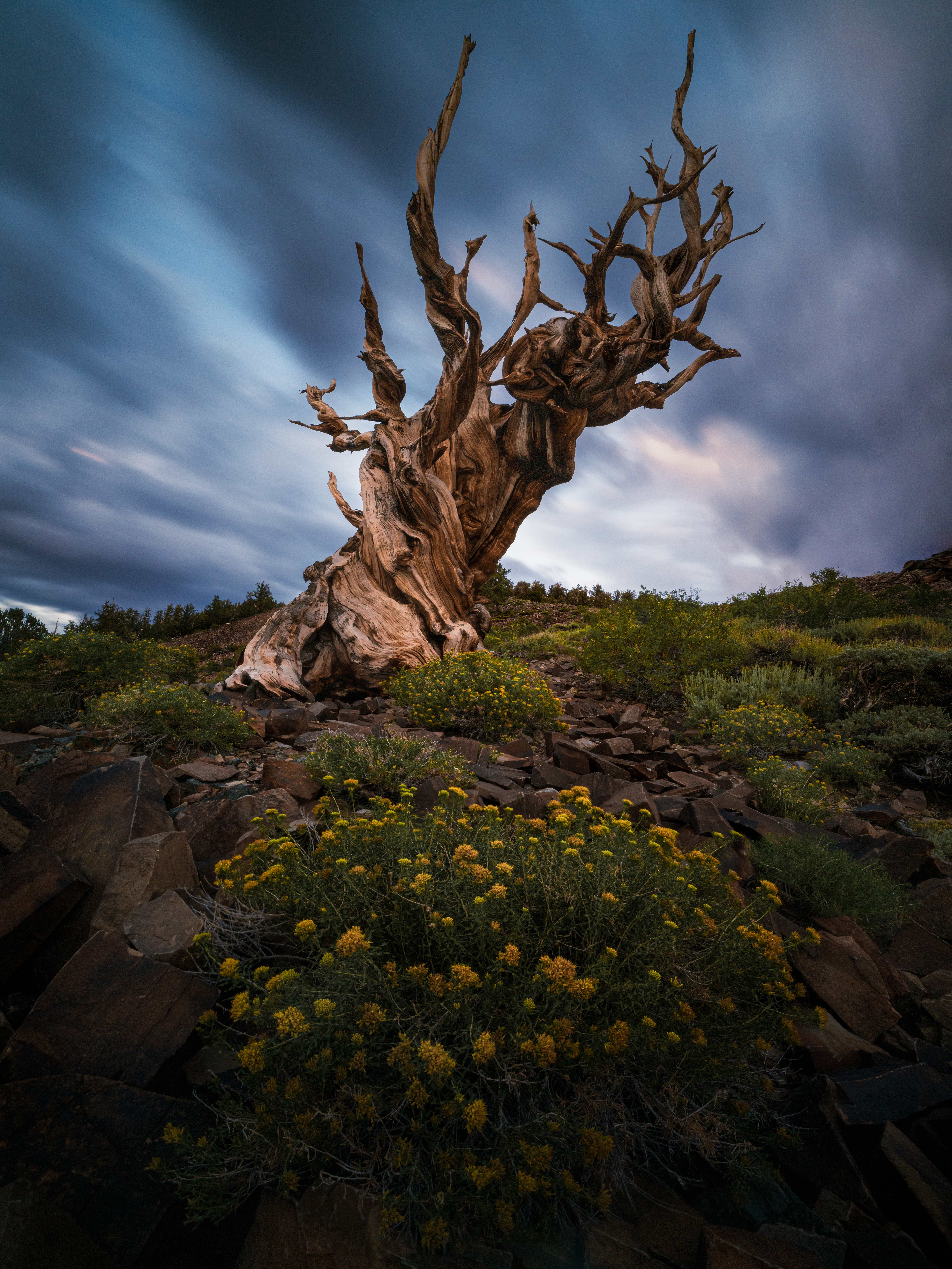 The Sentinel bristlecone pine at blue hour under streaked cloud, Schulman Grove, Ancient Bristlecone Pine Forest, California.